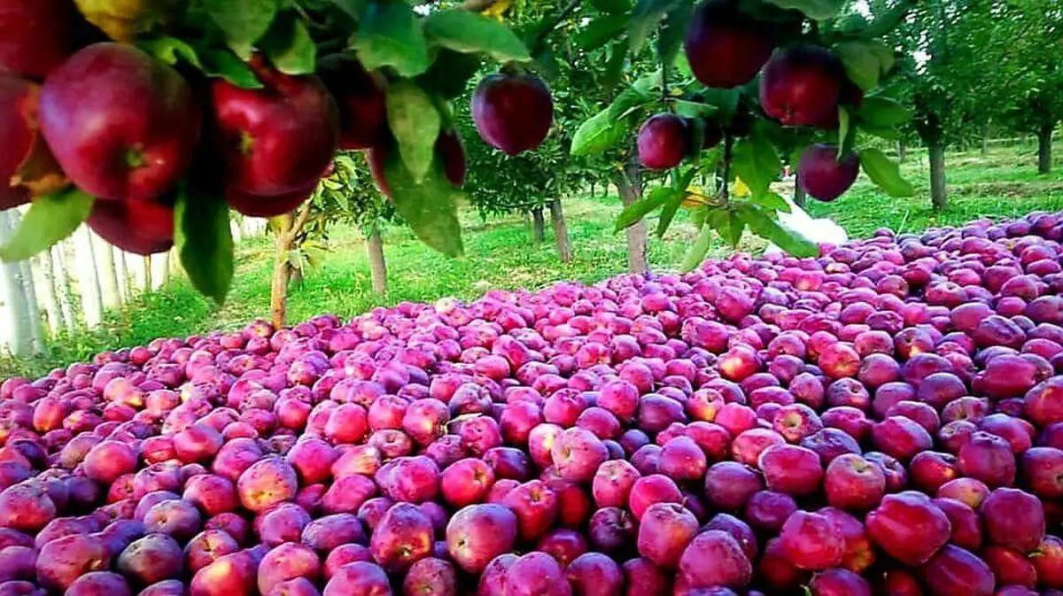 صادرات میوه از آذربایجان غربی | 6 نکته کلیدی برای صادرات میوه